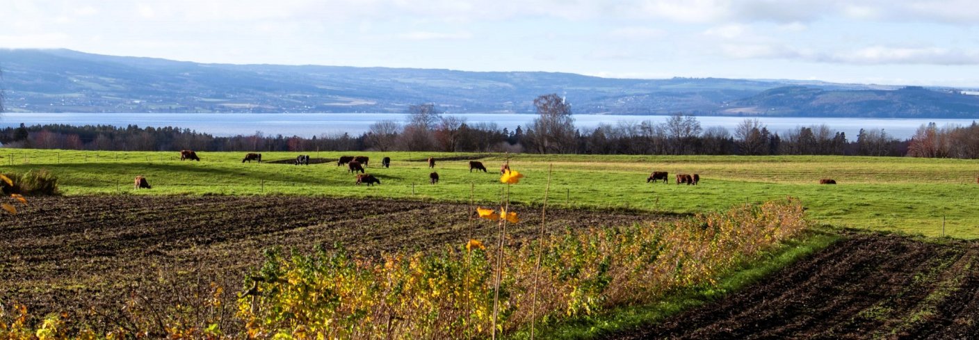 Beitekravet overholdes med rikelig margin på Alm Østre. Selv i slutten av oktober kan kyrne finne mat ute. Foto: A.-K. Løes