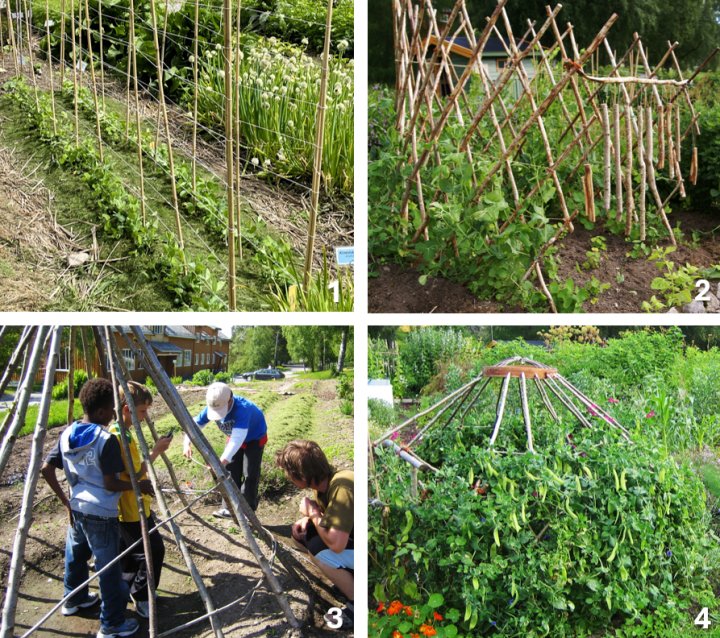 På Tingvoll Gard har det gjennom årene blitt testet ut ulike oppbindingsmetoder for erter: 1) bambuspinner og hyssing; 2) espalier av greiner; 3) tipi; 4) nomadetelt. Foto: Kirsty McKinnon