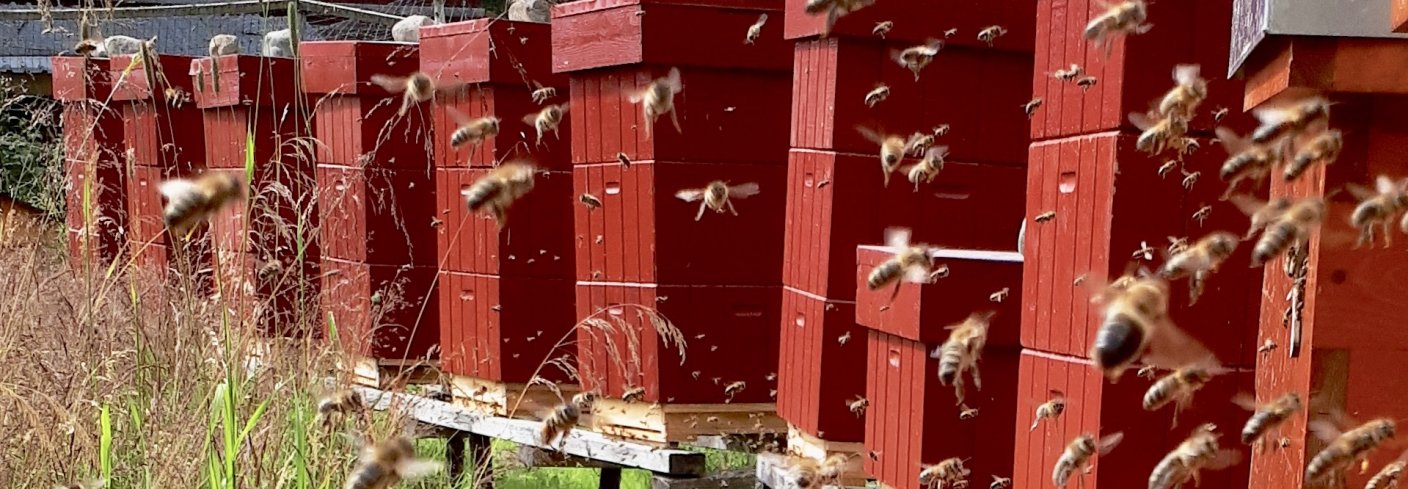 TUSENVIS AV GÅRDSARBEIDERE: De små bevingede gårdsarbeiderne på Solhagen produserer honning og voks, og er viktige for å sikre gode avlinger i den allsidige plantedyrkingen på gården. . Foto: Loes van Alphen