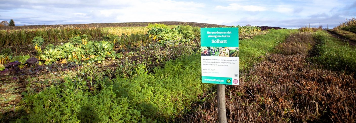 Solhatt har som mål å øke den norske frøproduksjonen. En del av produksjonen foregår på Alm Østre. Foto: A.-K. Løes