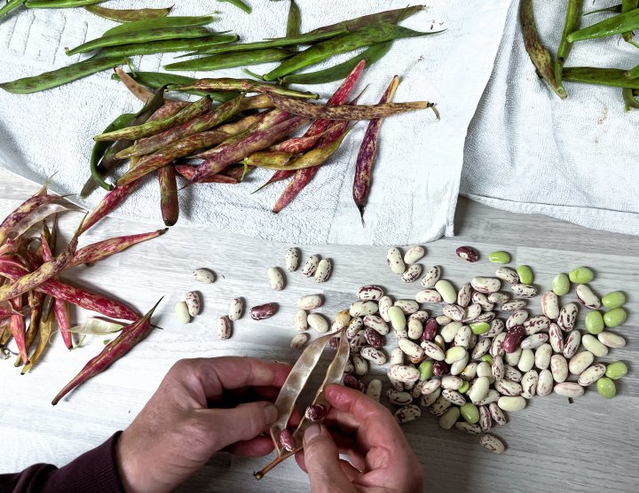 I studien 'Proteinhagen' modnet omlag halvparten av borlottibønnen 'Sanguigno' (røde belger). Disse ble belget, og bønnene ble tørket. De umodne, grønne belgene ble fryst ned for senere bruk i matlaging. Foto: Anniken Stensrud