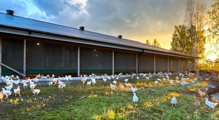 Økologiske slaktekyllinger skal ha tilgang til utearealer. Foto: Anne Cathrine Blakstad