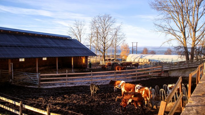 Et stort utefjøs med halmtalle ble bygd for NRF-besetningen på Alm i året 2019. Foto: A.-K. Løes