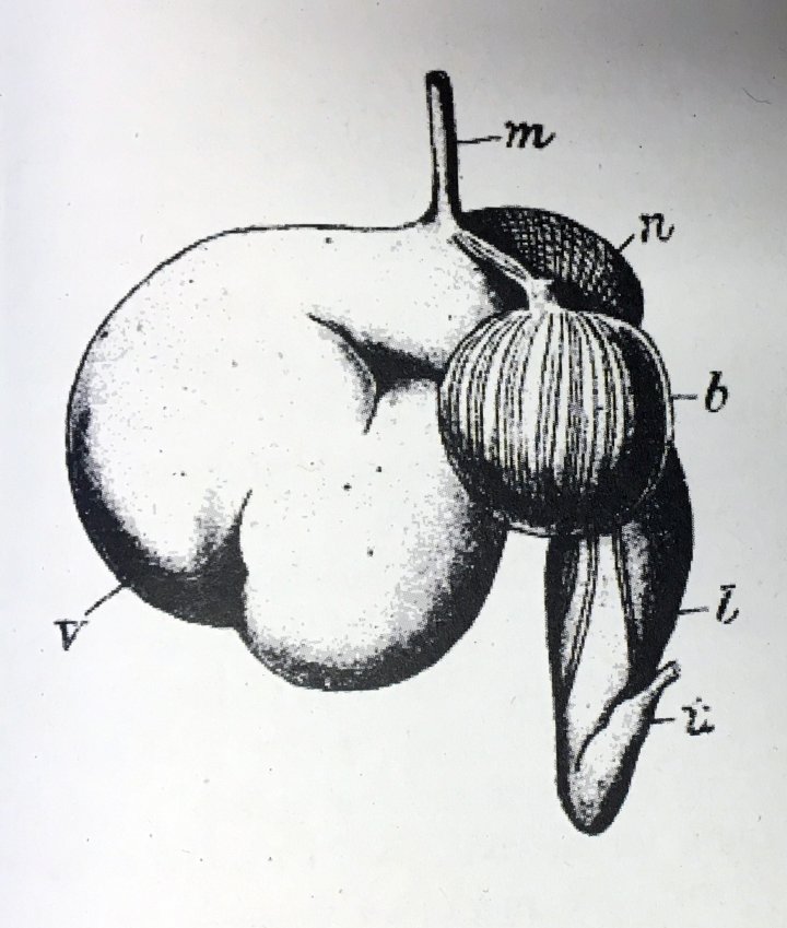 Magen hos drøvtyggere (m- spiserøret avslutning, v - vomma, n - nettmagen, b - bladmagen, l - løypemagen, t - tynntarmens begynnelse).