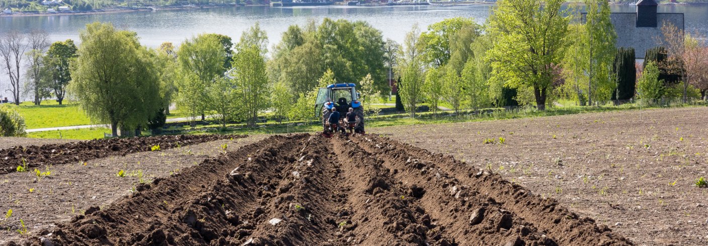 PÅ NATURENS VEGNE: Et forsøksfelt på Tingvoll Gard der NORSØK forsker på bruk av dekkvekster for å redusere forekomsten av jordbårne sykdommer i økologisk potetdyrking. Slike metoder kan bli nyttige for hele landbruket der resistens mot sprøytemidler og strengere restriksjoner mot bruken av disse skaper store utfordringer. . Foto: Vegard Botterli