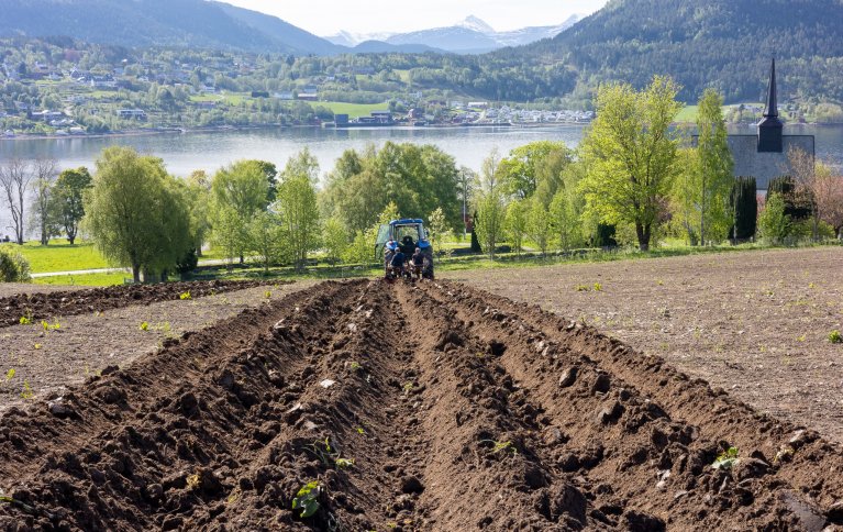 PÅ NATURENS VEGNE: Et forsøksfelt på Tingvoll Gard der NORSØK forsker på bruk av dekkvekster for å redusere forekomsten av jordbårne sykdommer i økologisk potetdyrking. Slike metoder kan bli nyttige for hele landbruket der resistens mot sprøytemidler og strengere restriksjoner mot bruken av disse skaper store utfordringer. Foto: Vegard Botterli