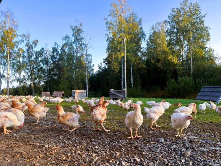 14  Slaktekyllinger Ute På Tjerne Gård