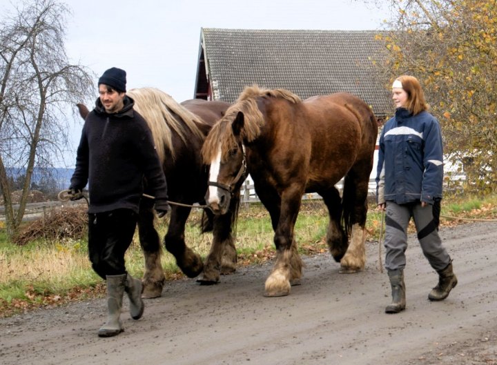 Hestene får noen siste dager på beite før vinteren kommer. Foto: A.-K. Løes