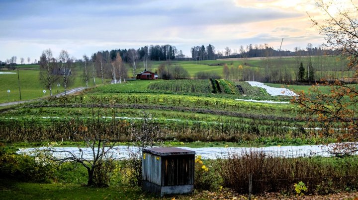 Mangfoldig grønnsakdyrking på Fokhol gård. Her brukes hesten som arbeidskraft for å drive uten fossil energi. Foto: A.-K. Løes