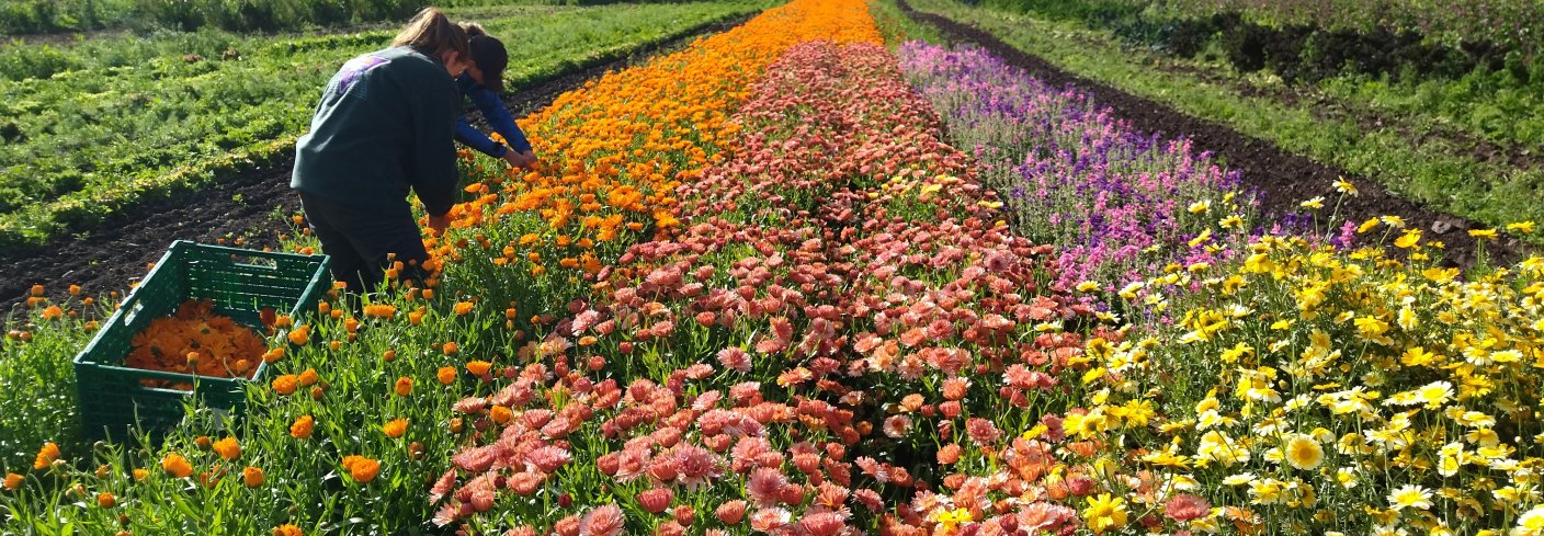 Midt på sommeren bugner det av blomster og grønnsaker. . Foto: Aukrust gard og urteri